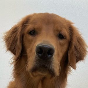 Meet your Posher, Vince